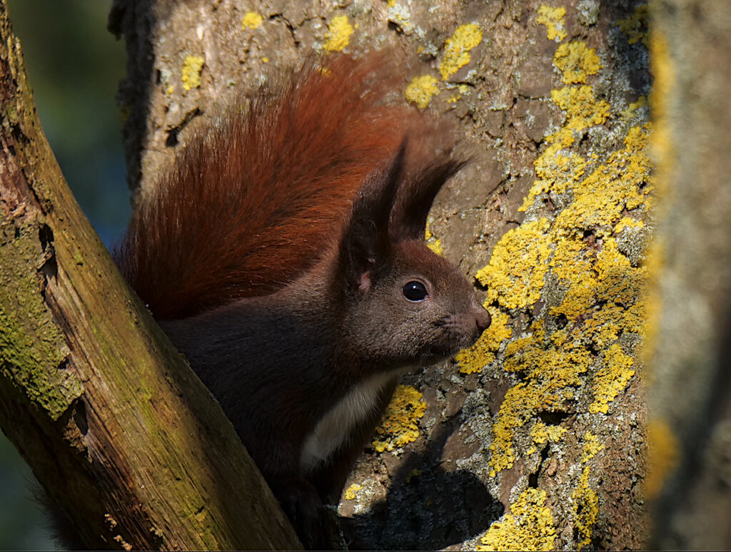 Eichhörnchen, Tag der Artenvielfalt, G. Hoffmann