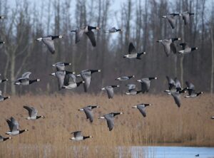 Nonnengänse im Flug