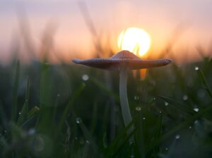 Pilz in der Abendsonne